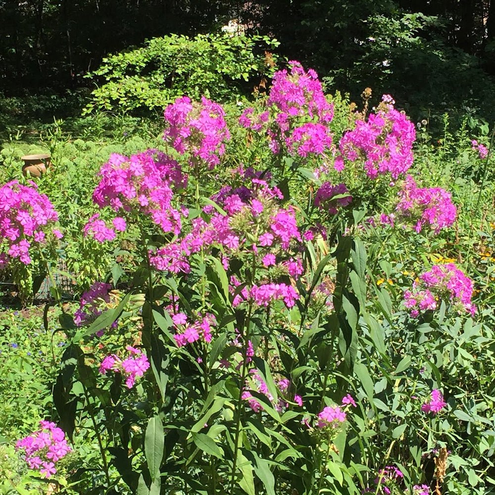 Brumarele Fabulous Rose