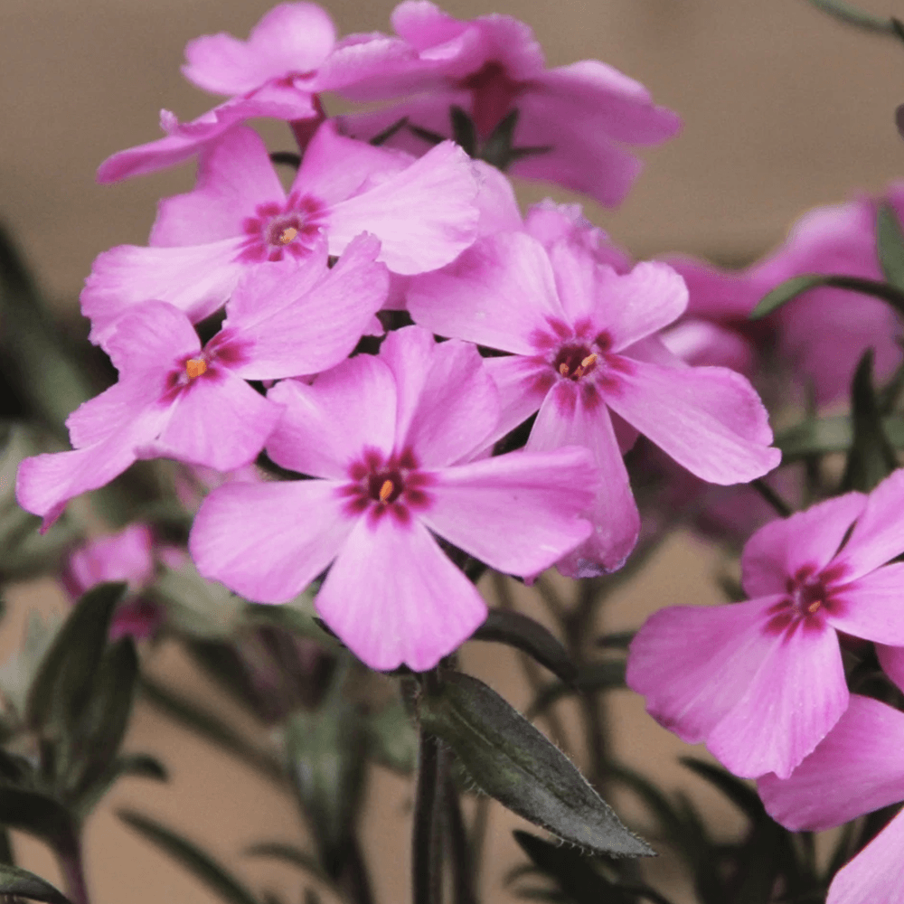 Brumarele Fabulous Rose