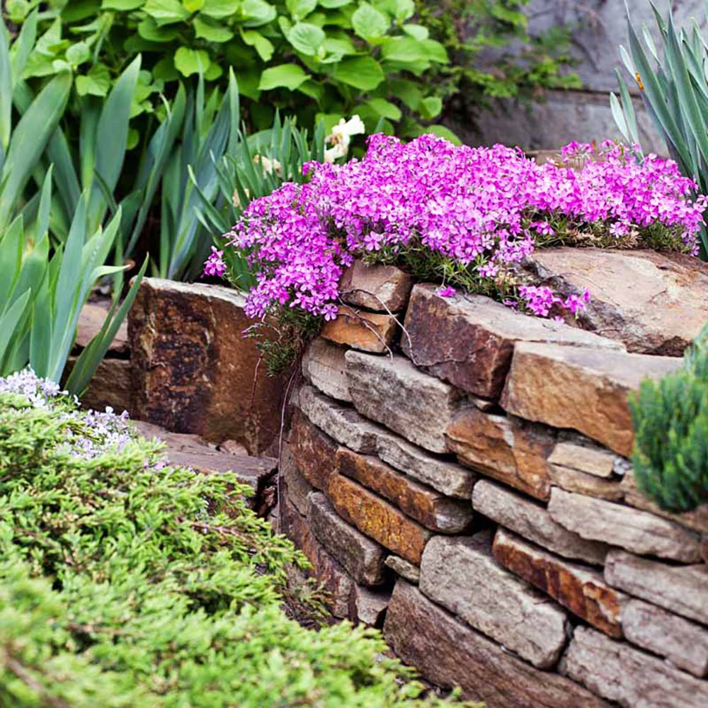 Brumarele Fabulous Rose