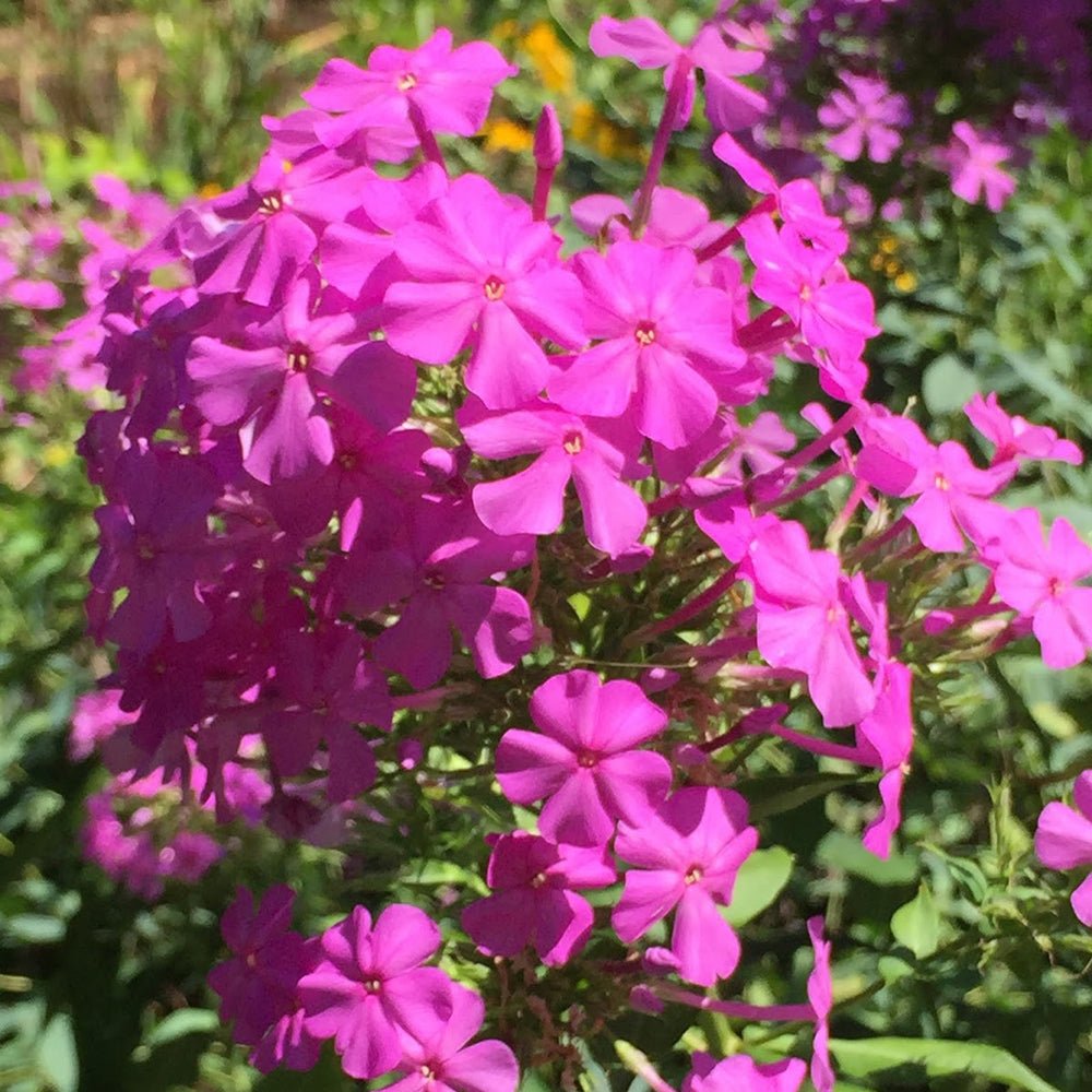 Brumarele Fabulous Rose