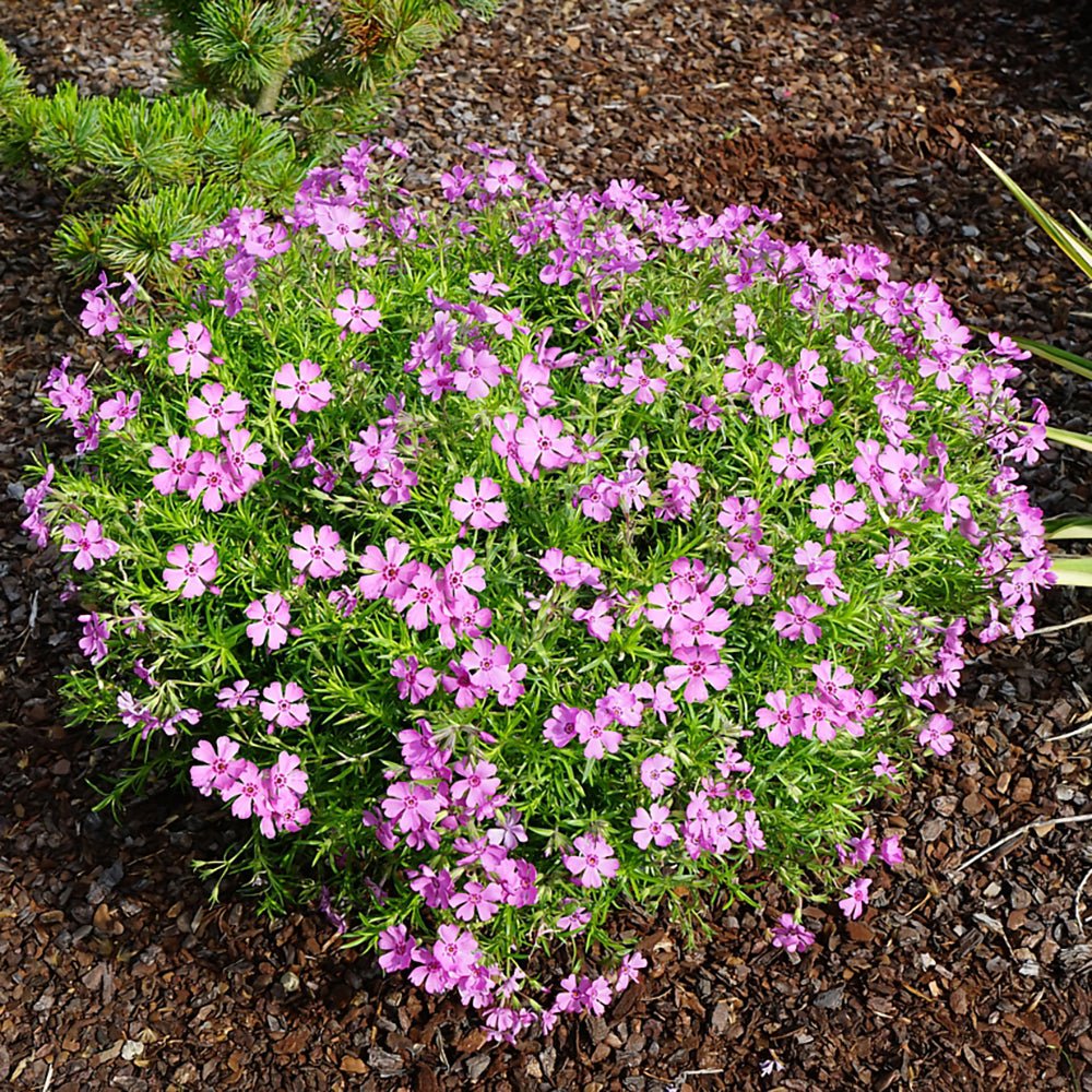 Brumarele Fabulous Rose