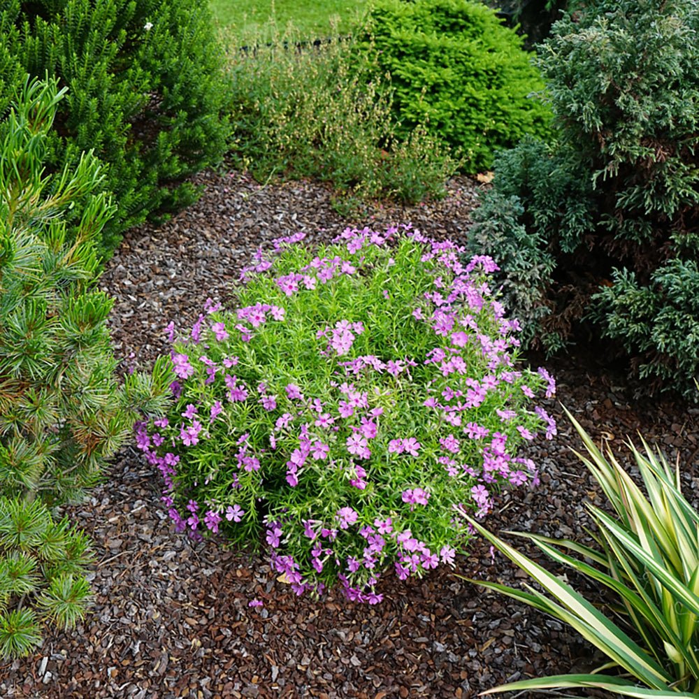 Brumarele Fabulous Rose