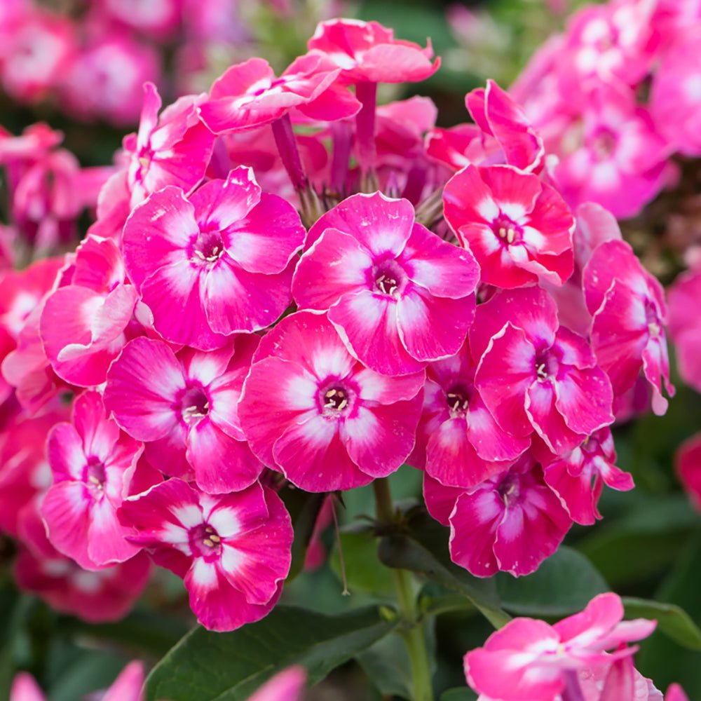 Brumarele Famous Coral