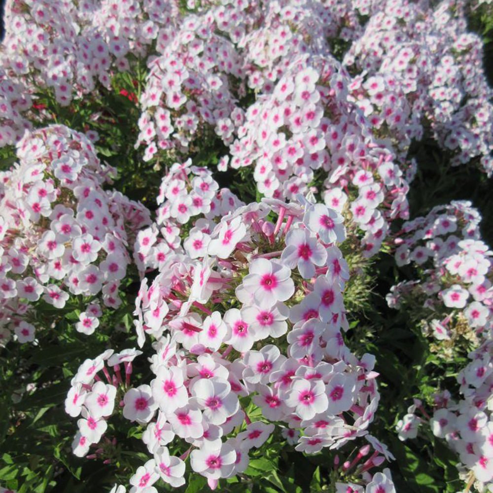 Brumarele Famous White Eye