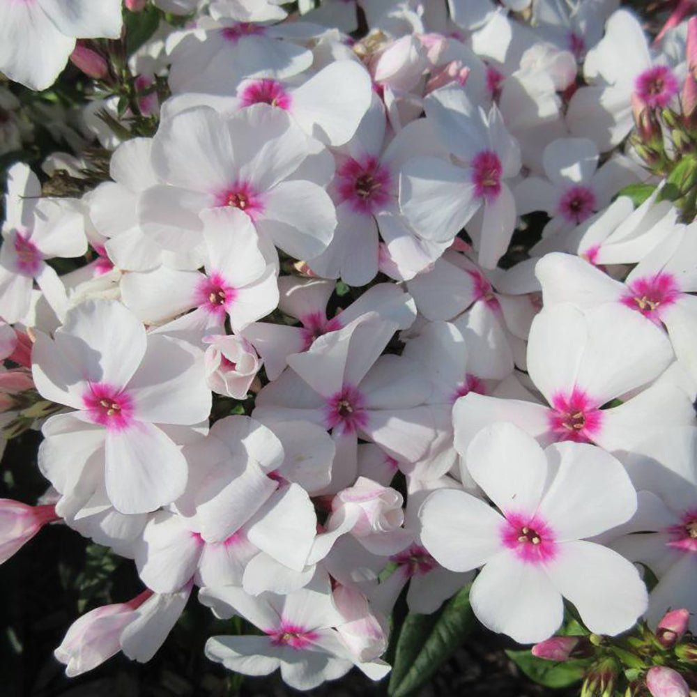 Brumarele Famous White Eye