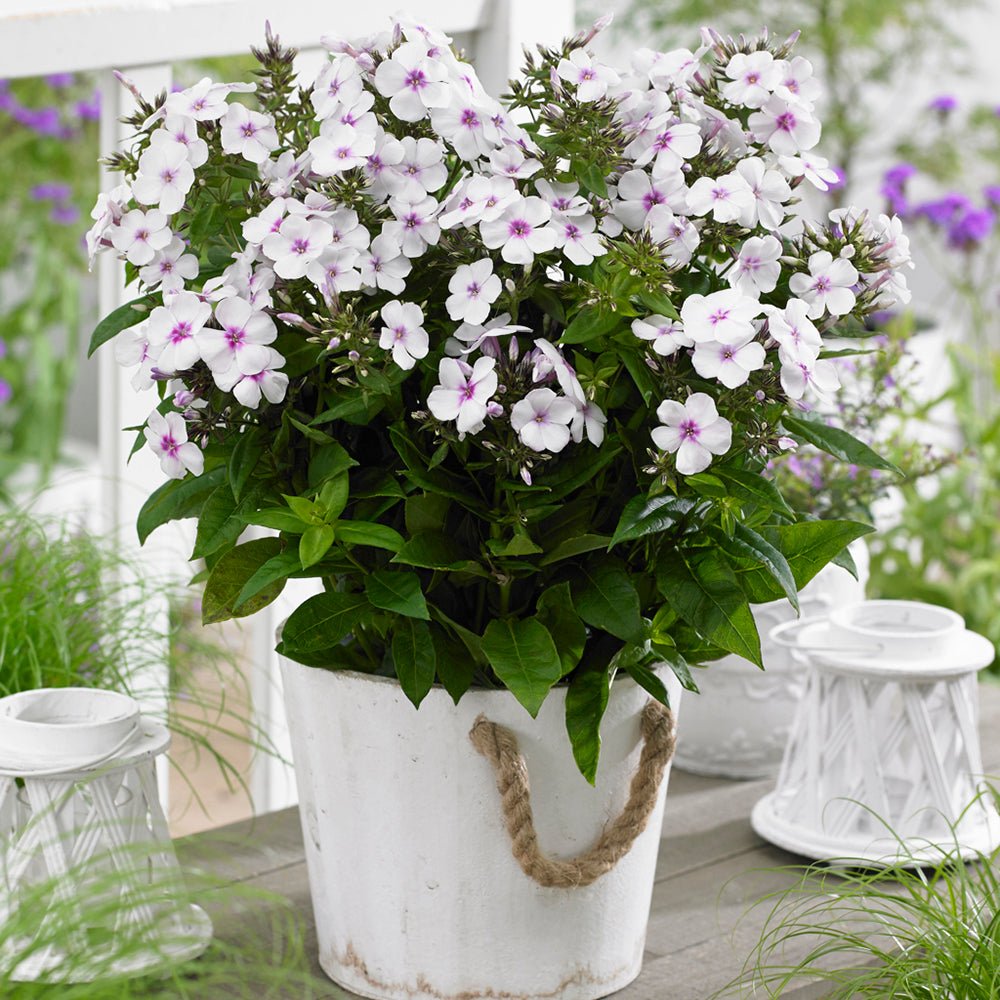 Brumarele Famous White Eye