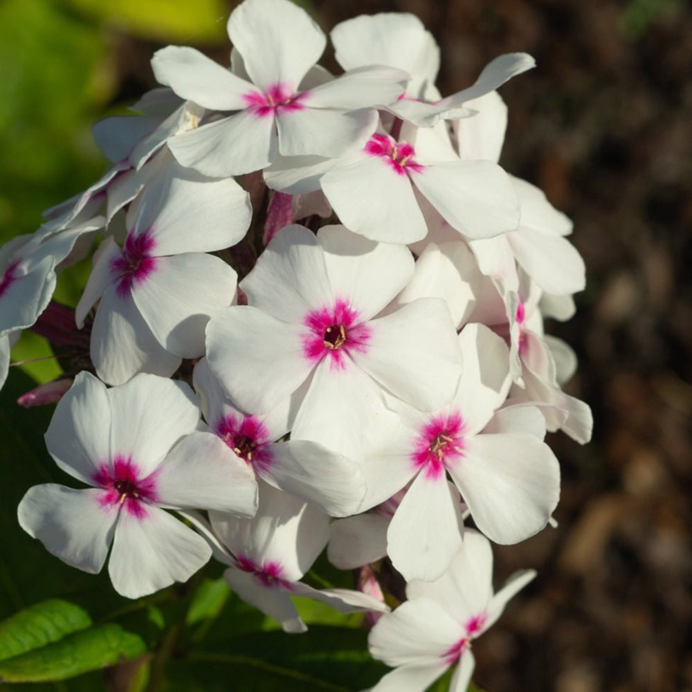 Brumarele Famous White Eye