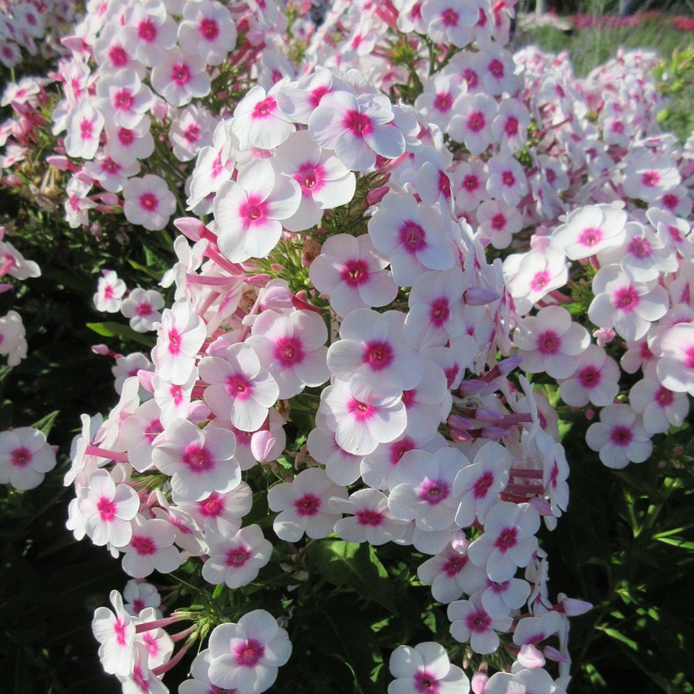 Brumarele Famous White Eye