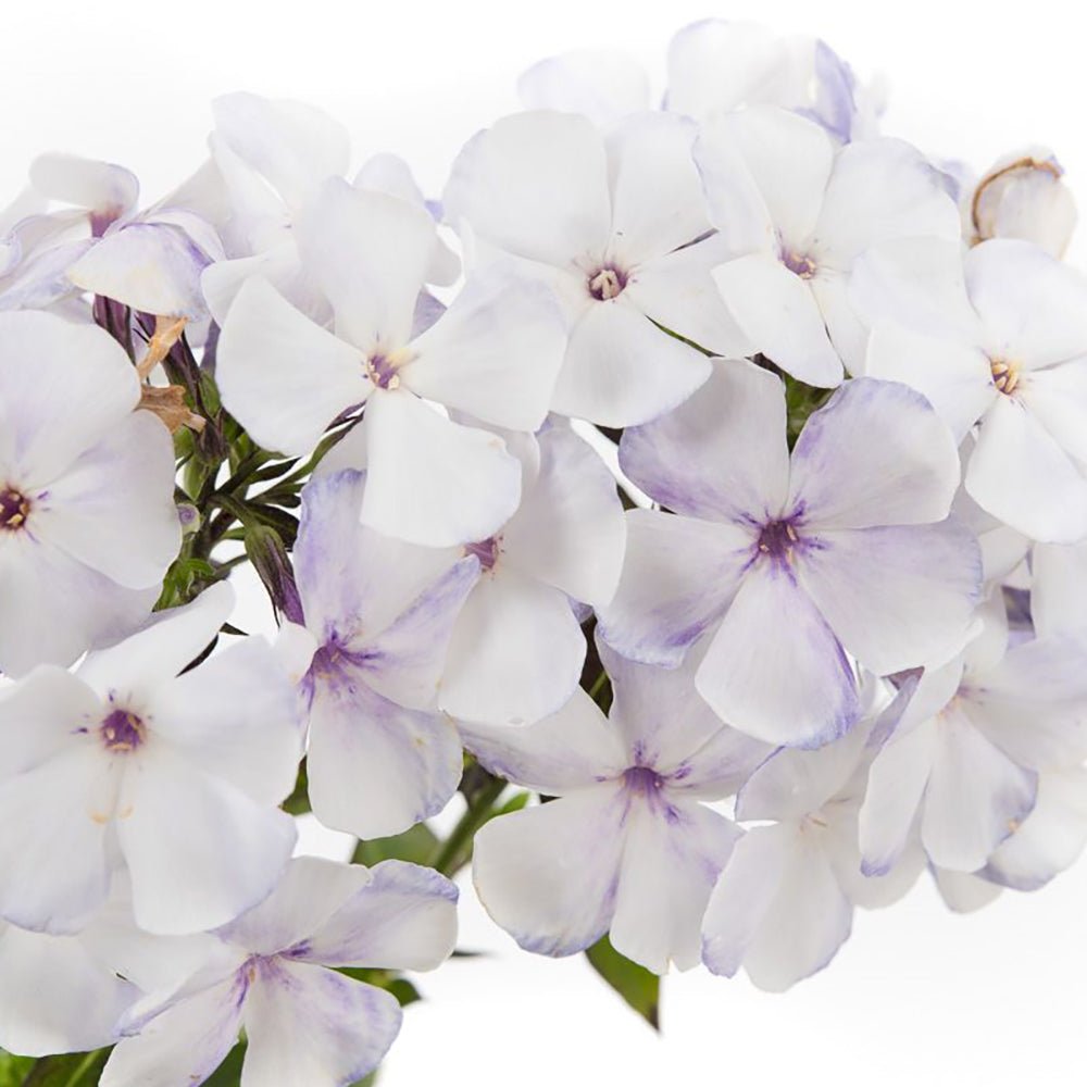 Brumarele Flame Marine