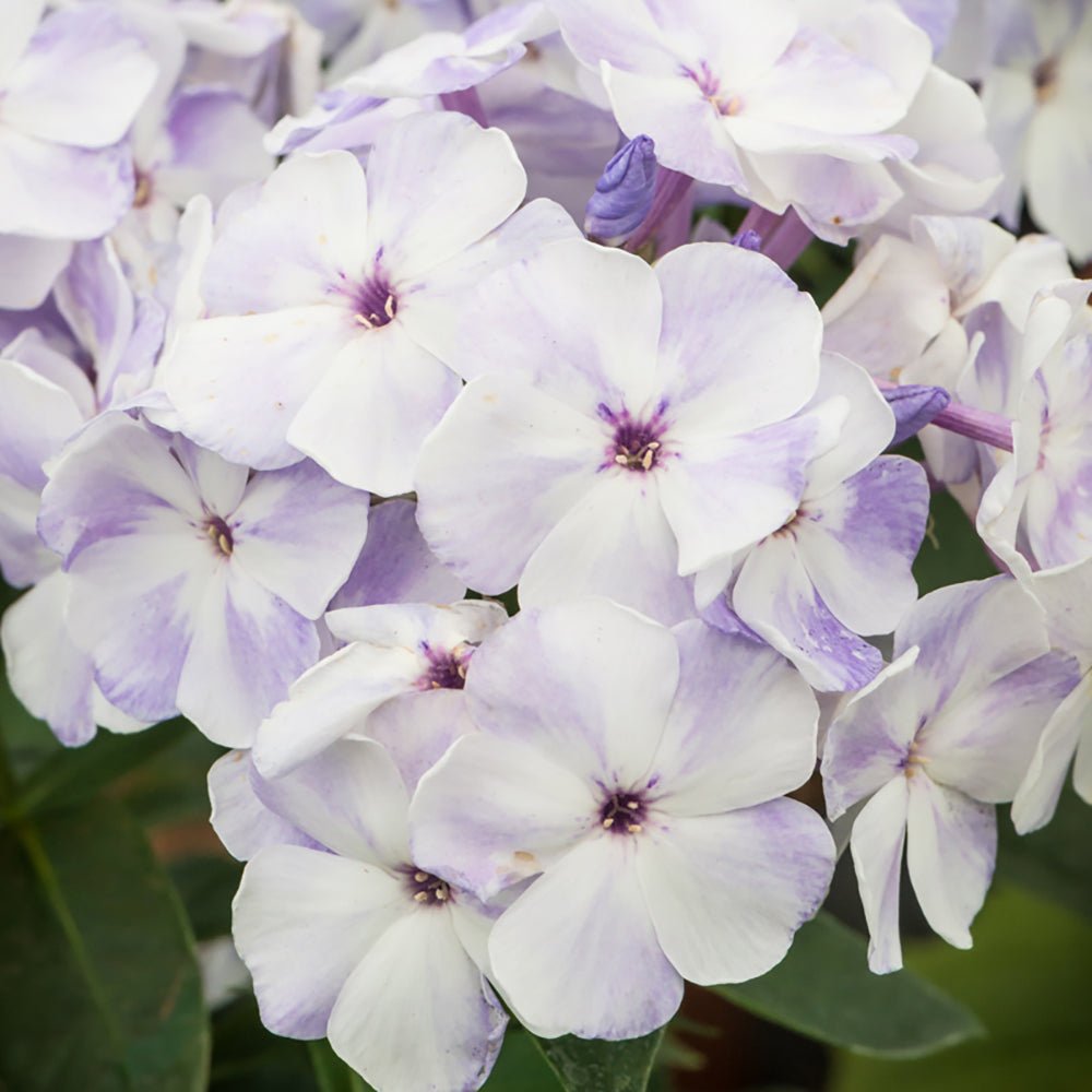 Brumarele Flame Marine