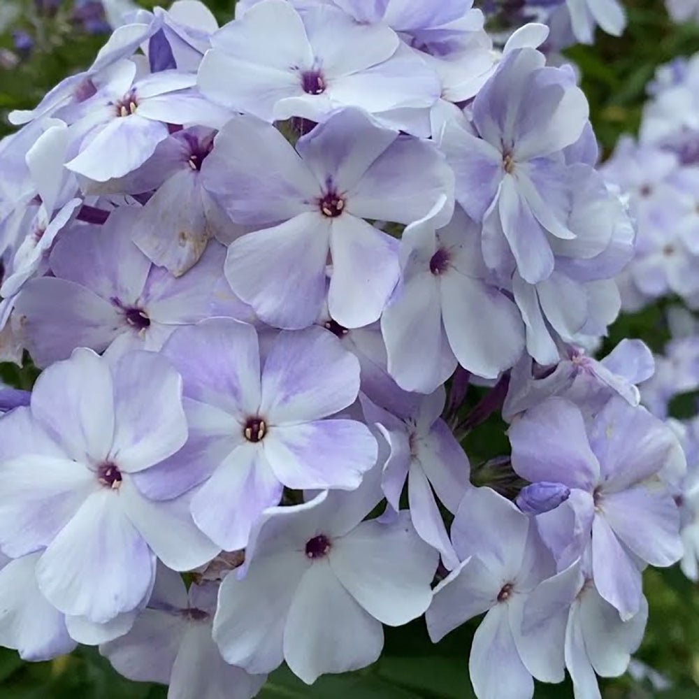 Brumarele Flame Marine