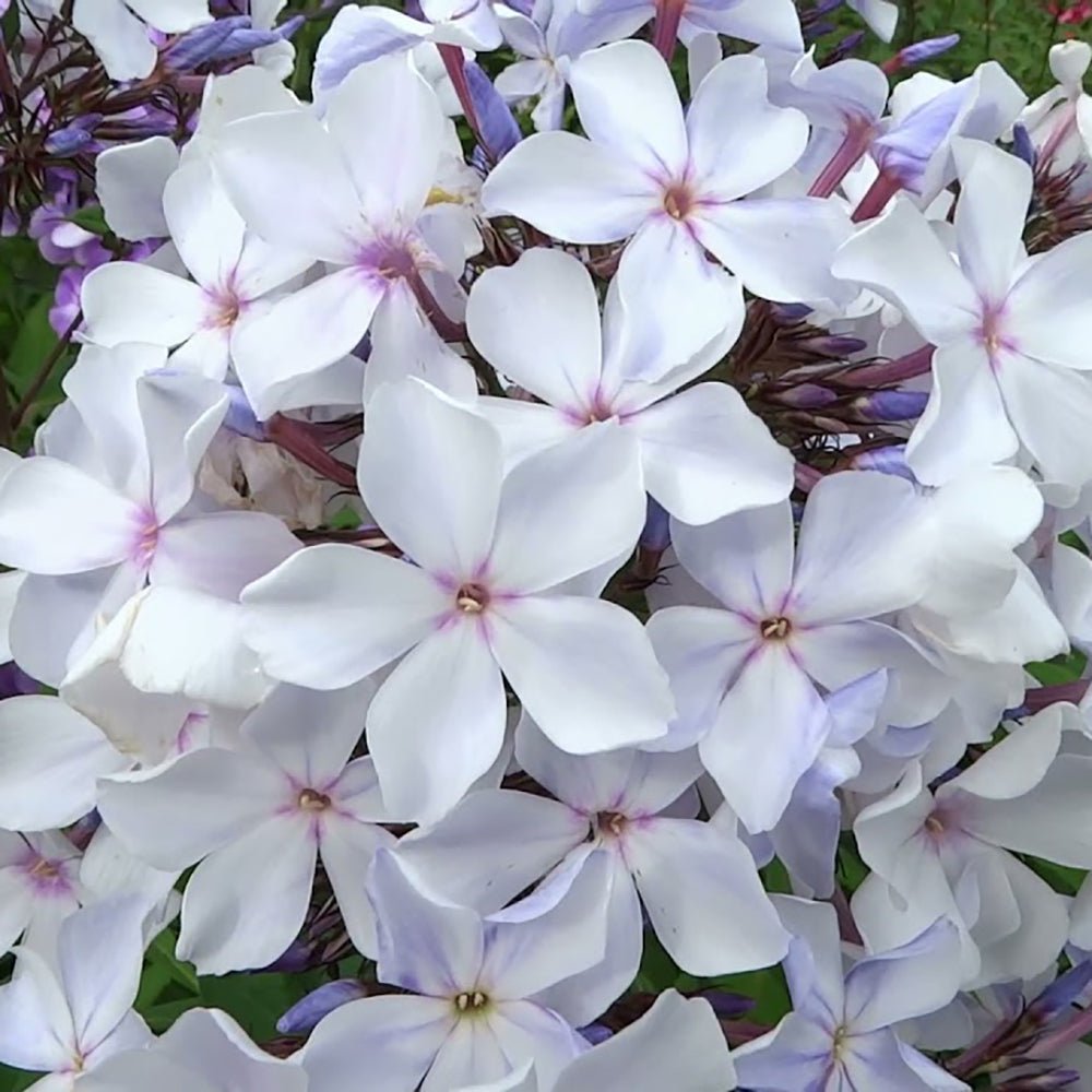 Brumarele Flame Marine