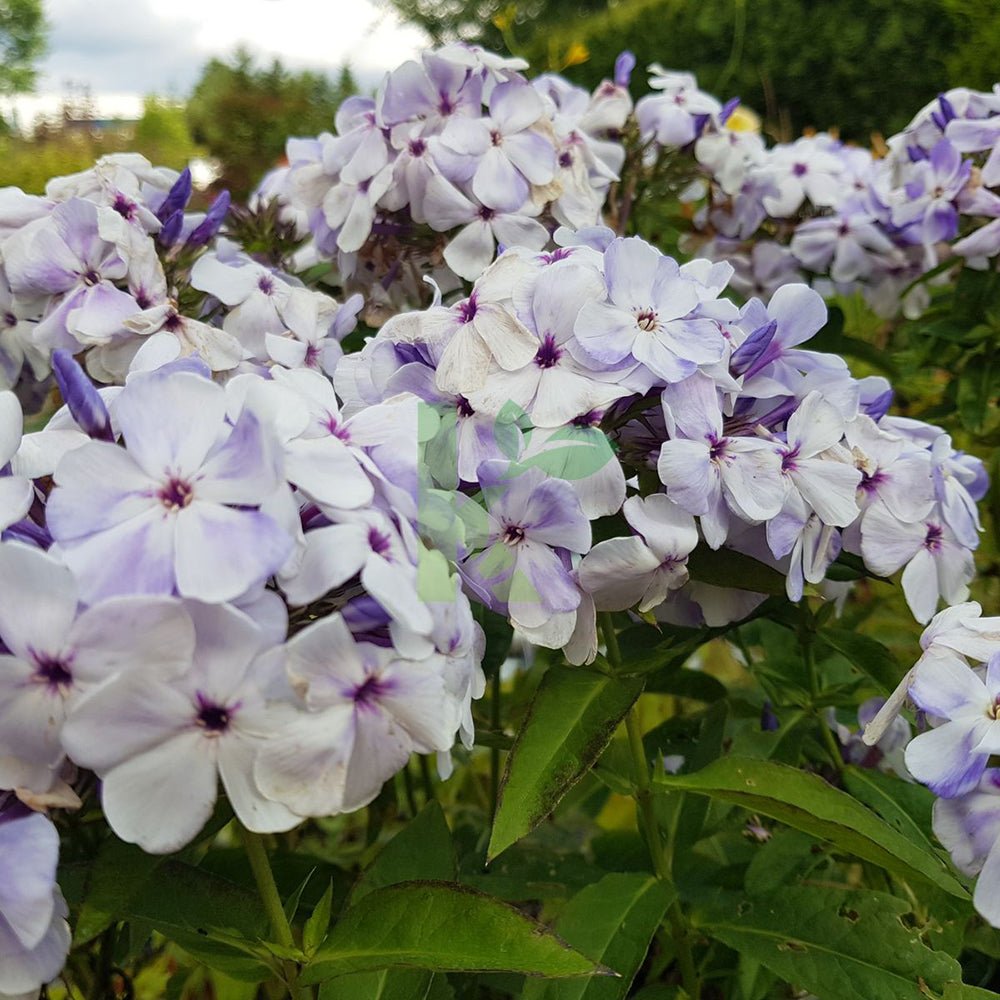 Brumarele Flame Marine