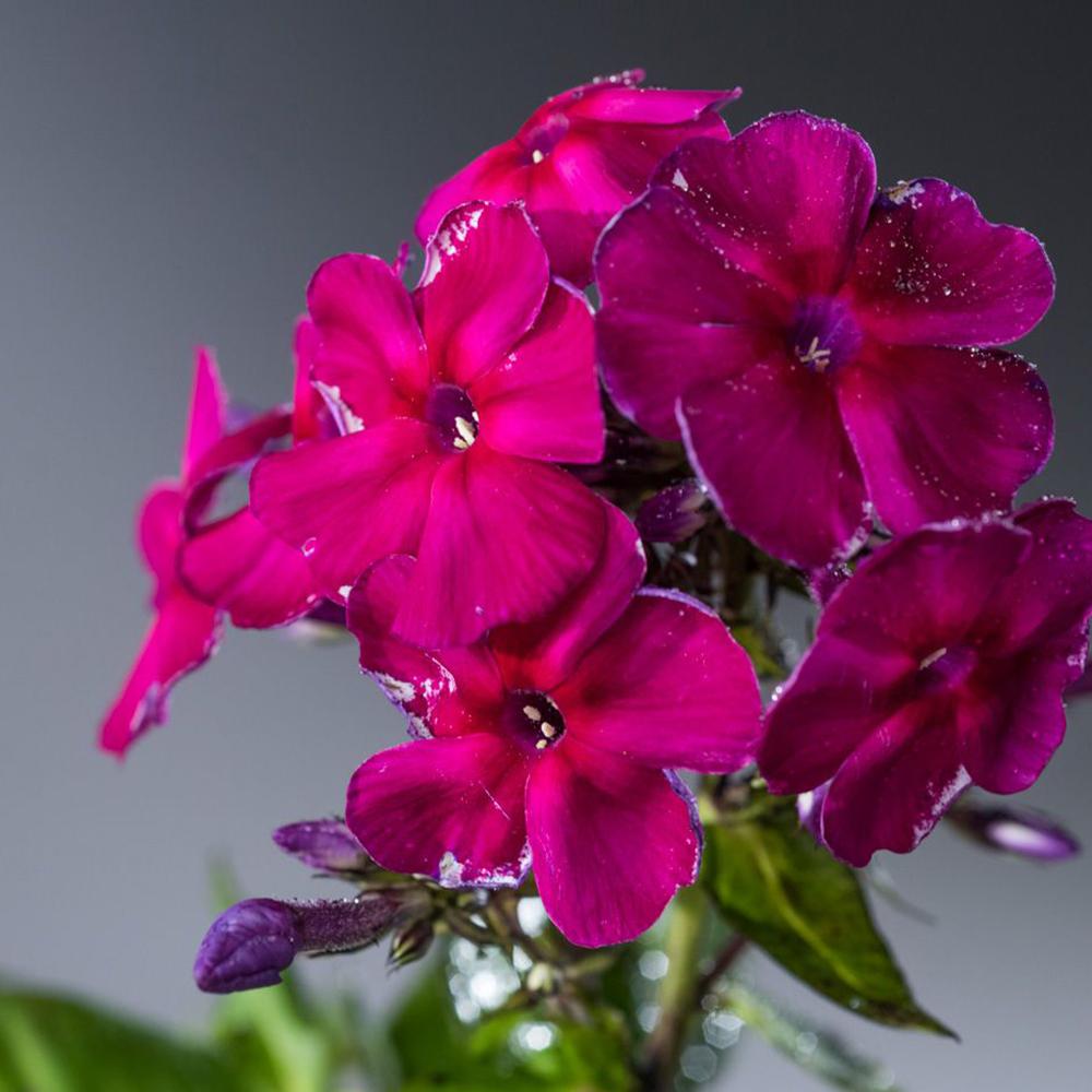 Brumarele Kirchenfuerst