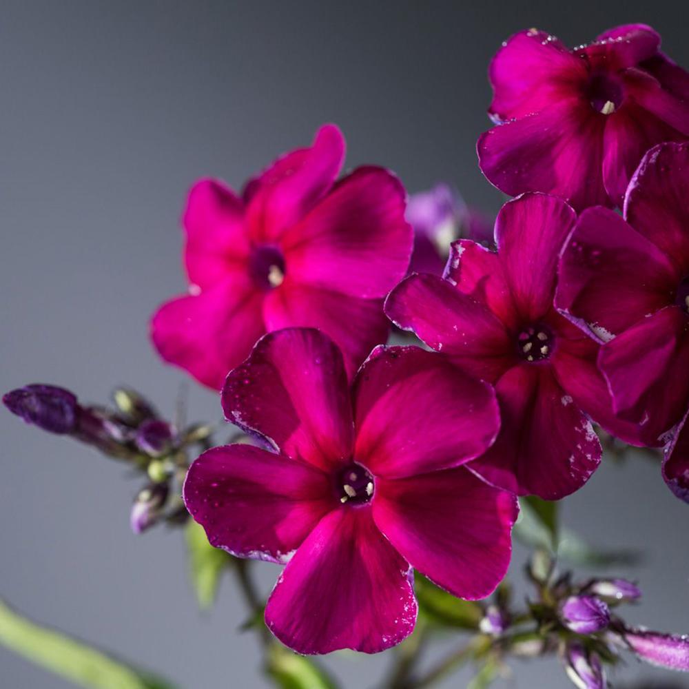 Brumarele Kirchenfuerst