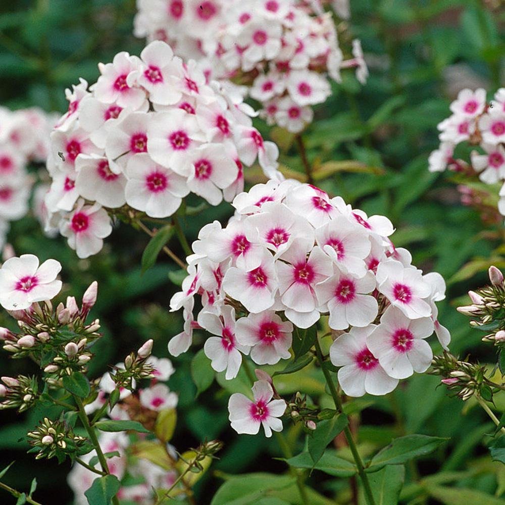 Brumarele Kirmeslaendler