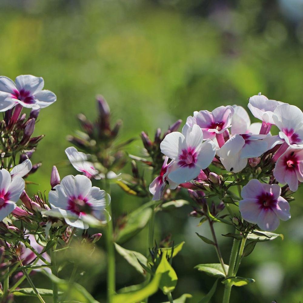 Brumarele Kirmeslaendler