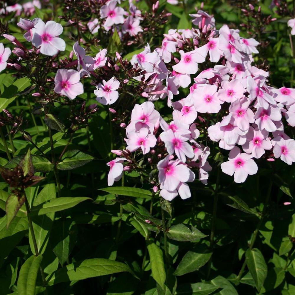 Brumarele Kirmeslaendler