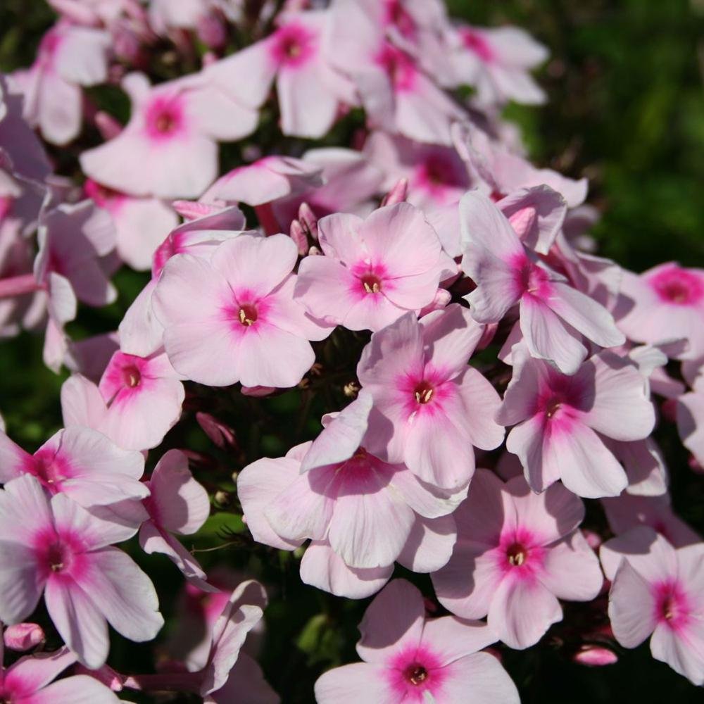 Brumarele Kirmeslaendler