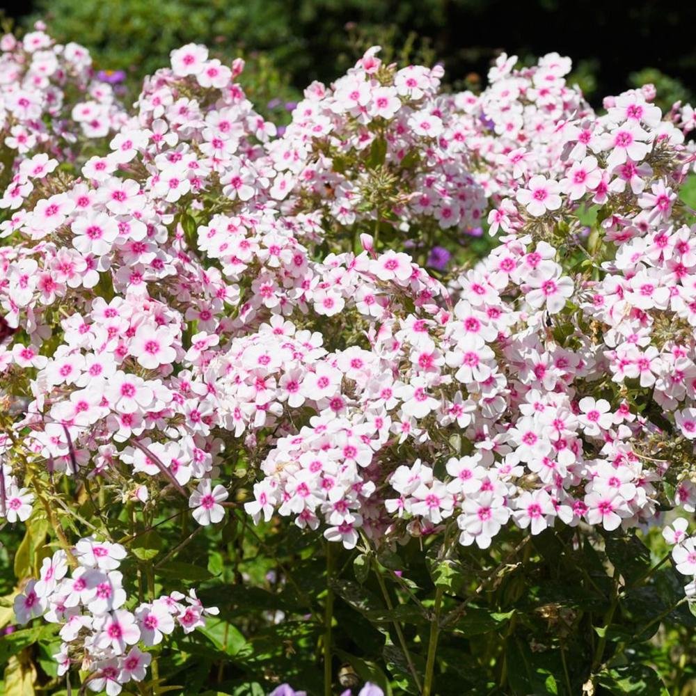 Brumarele Kirmeslaendler