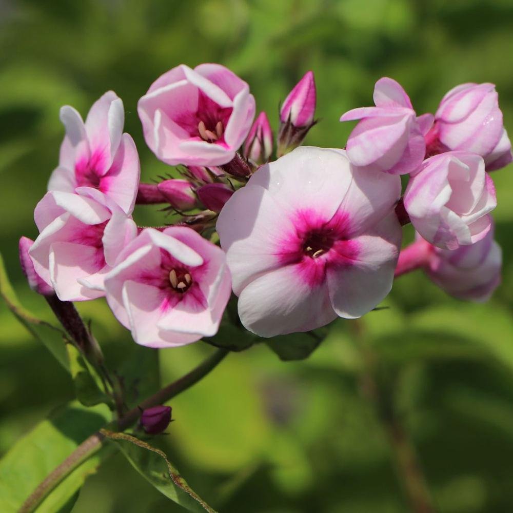 Brumarele Kirmeslaendler