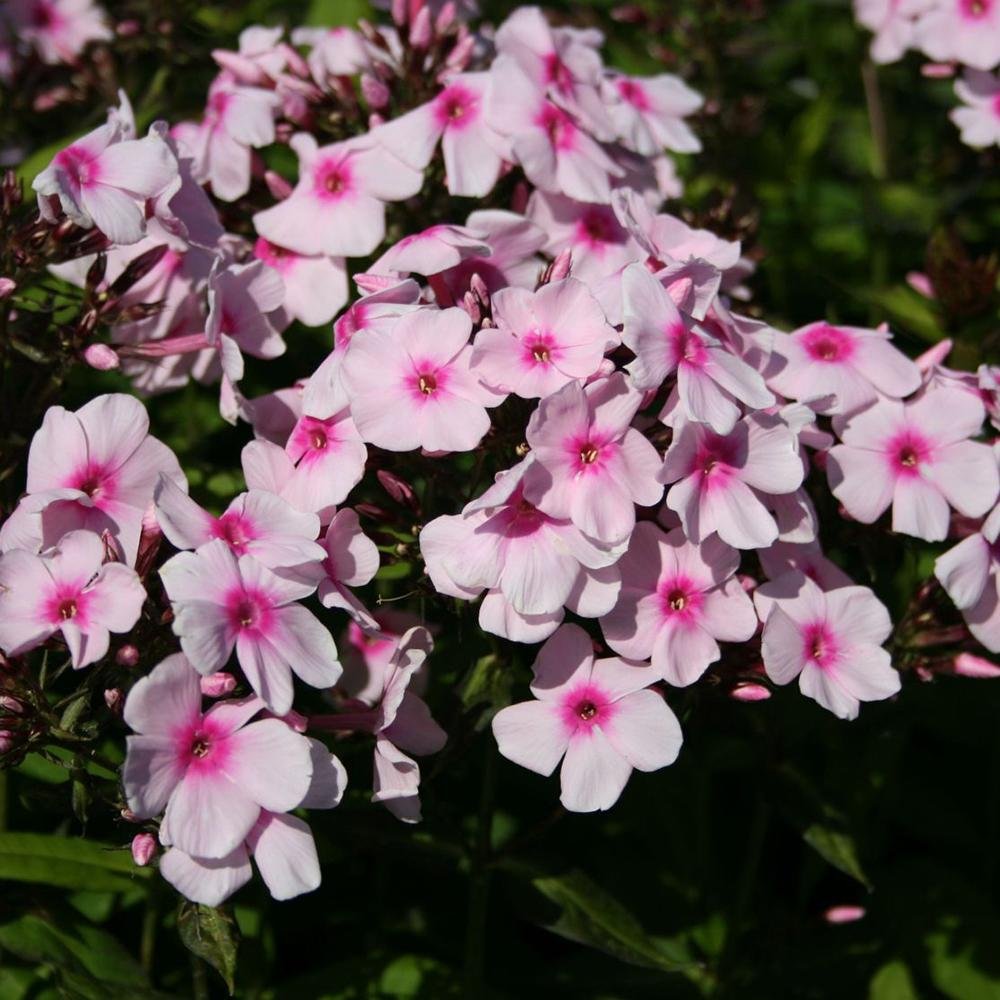 Brumarele Kirmeslaendler