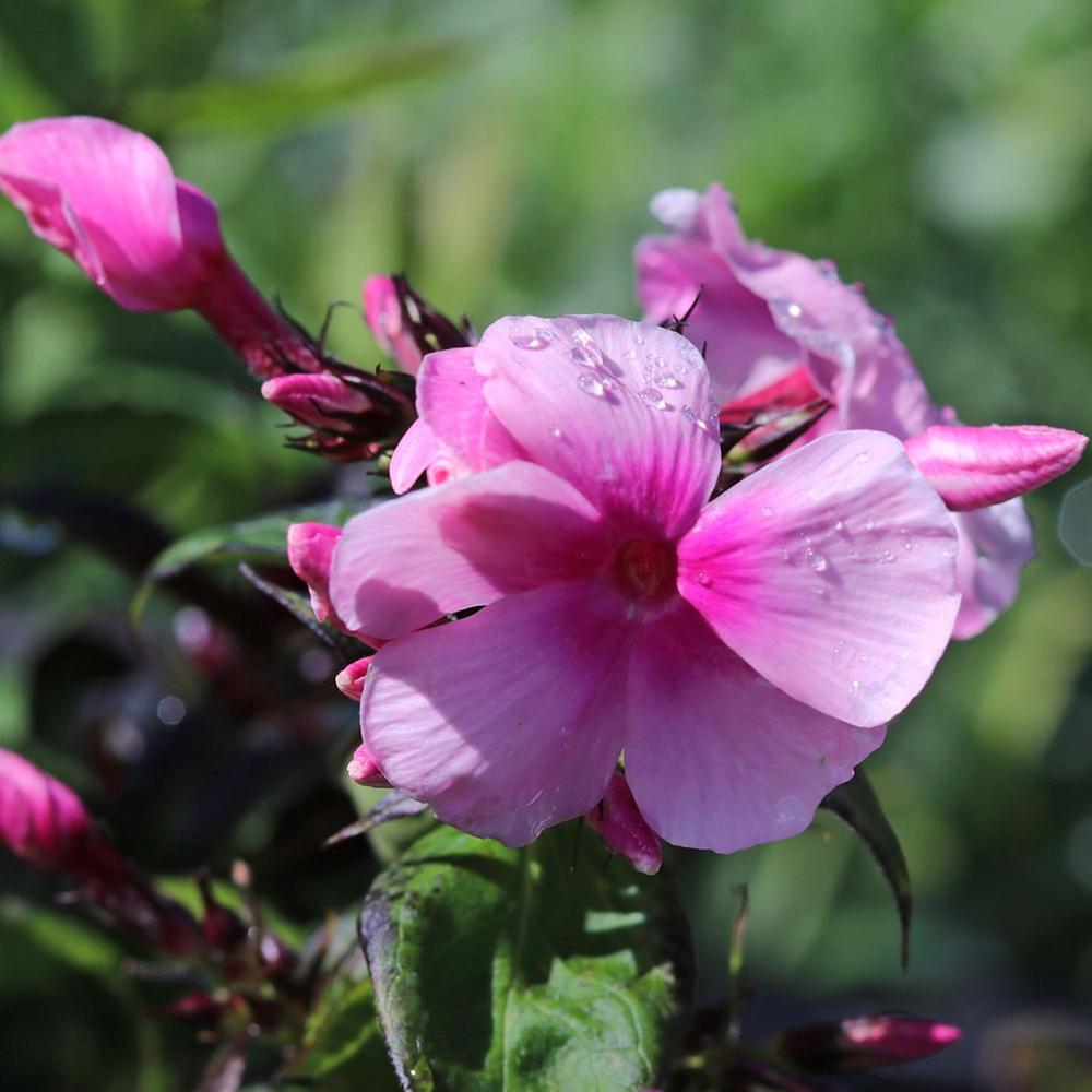 Brumarele Landhochzeit