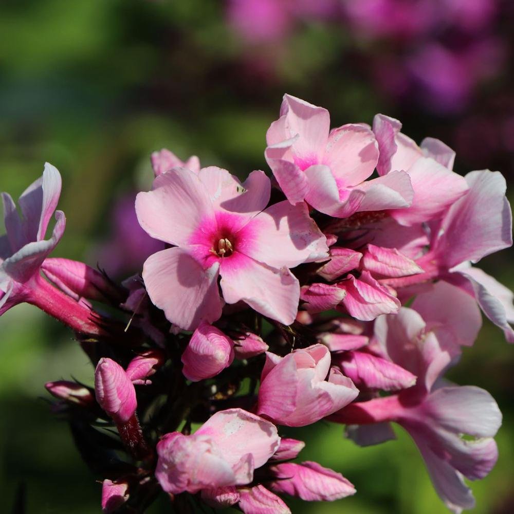Brumarele Landhochzeit
