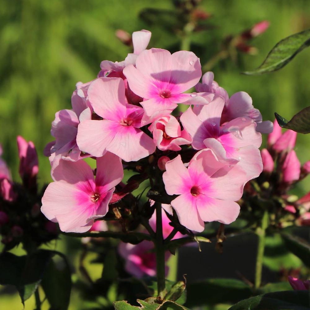 Brumarele Landhochzeit