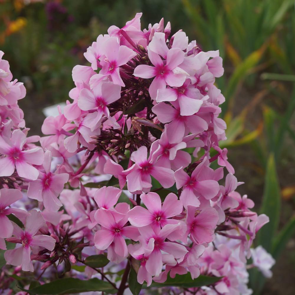 Brumarele Landhochzeit