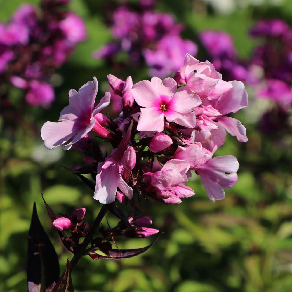 Brumarele Landhochzeit