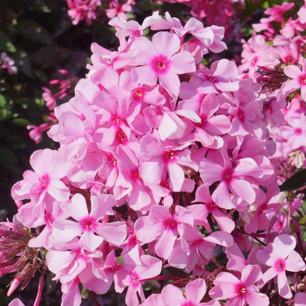 Brumarele Landhochzeit