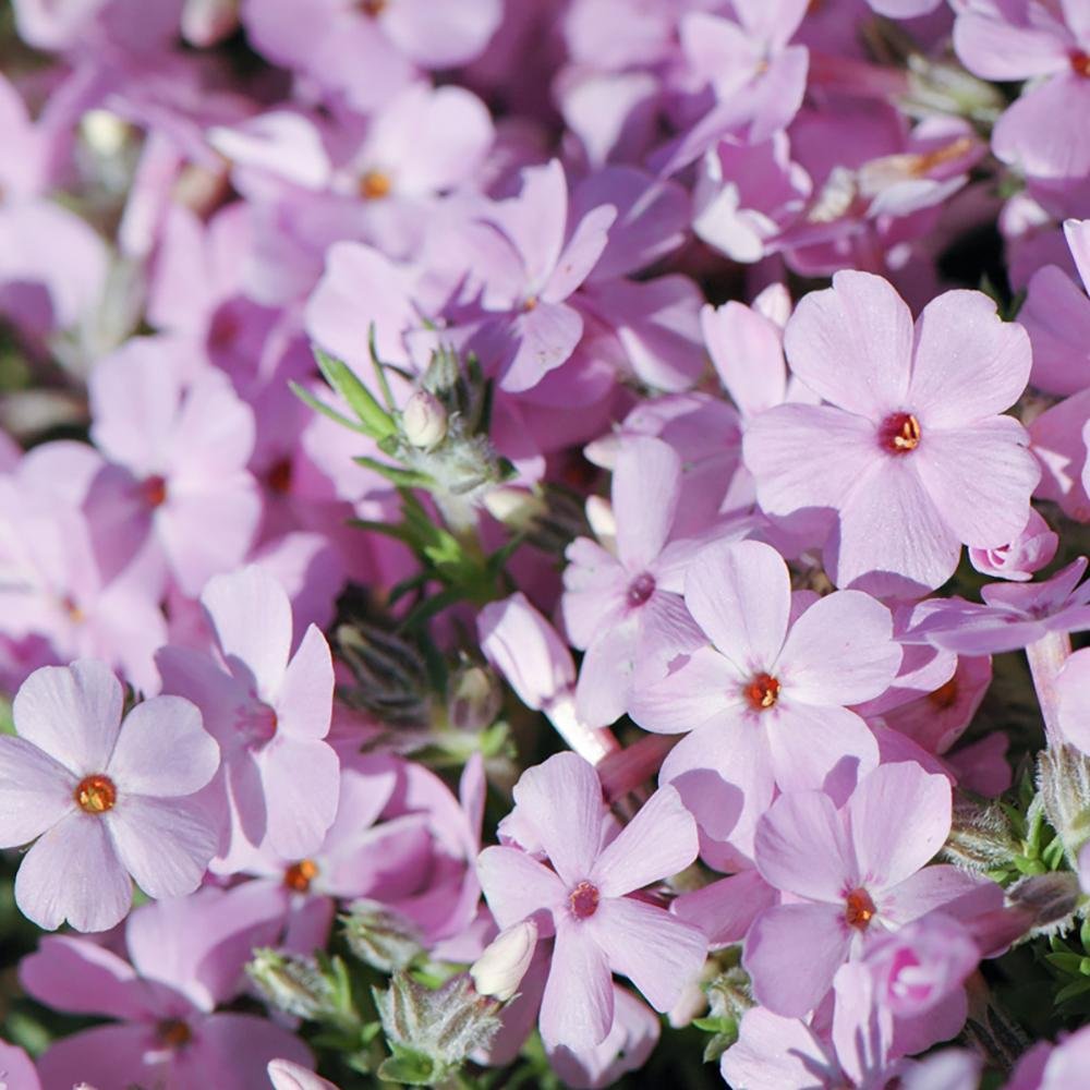 Brumarele Lilac Cloud