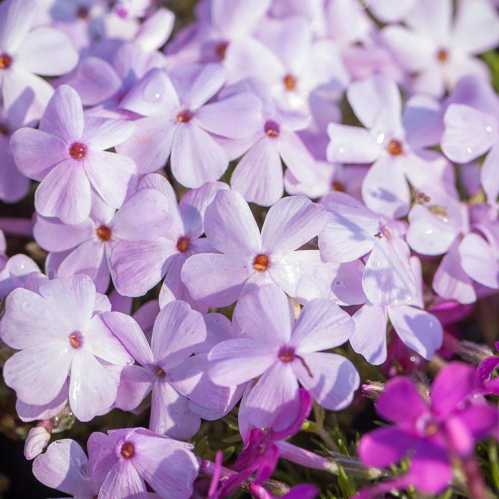 Brumarele Lilac Cloud