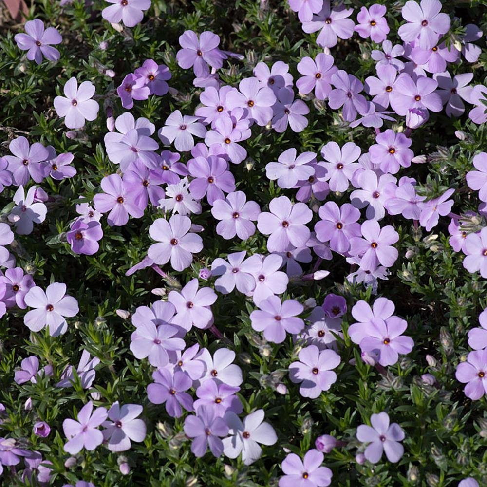 Brumarele Lilac Cloud