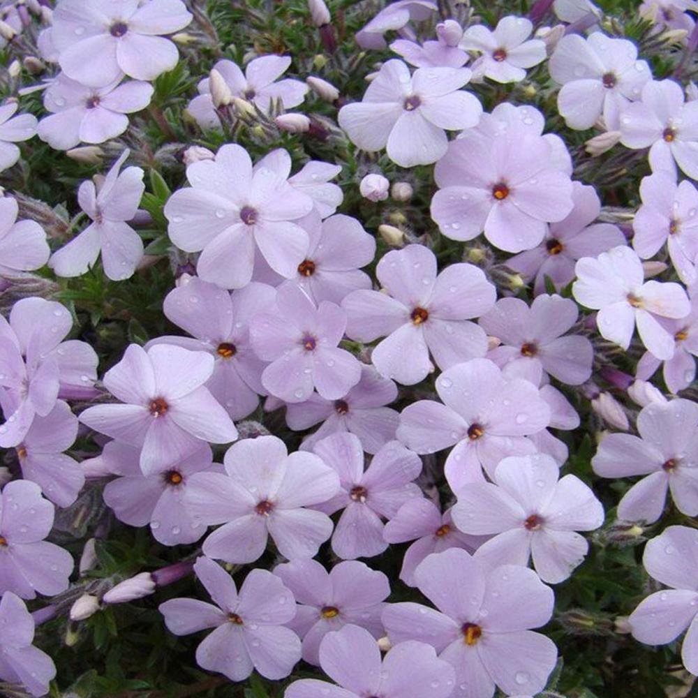 Brumarele Lilac Cloud