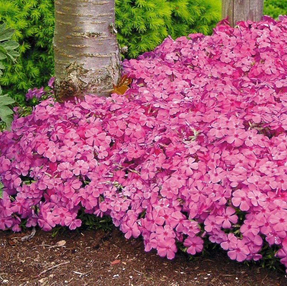 Brumarele Macdaniels Cushion