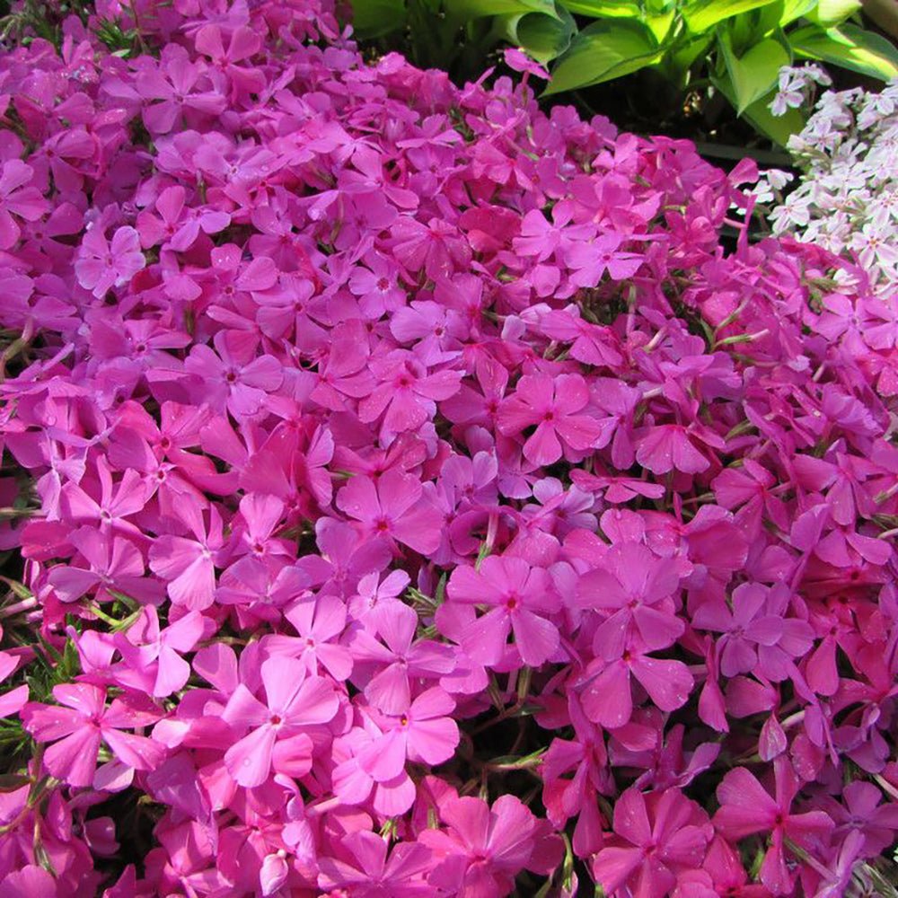 Brumarele Macdaniels Cushion