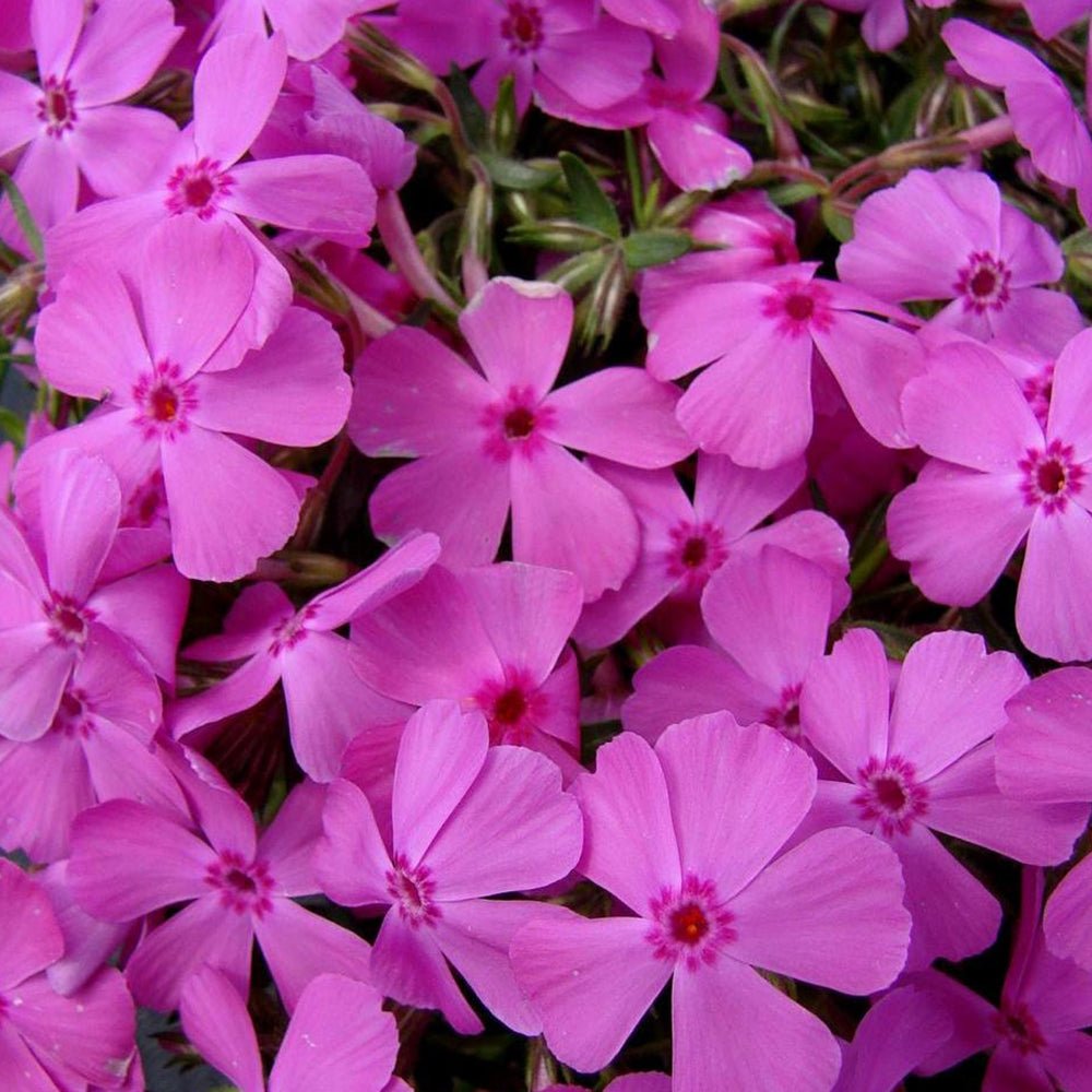 Brumarele Macdaniels Cushion