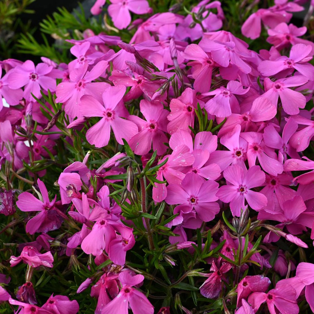 Brumarele Macdaniels Cushion