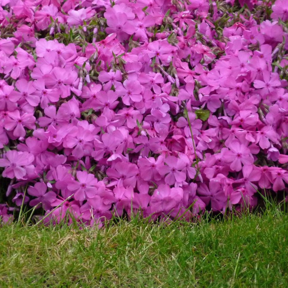 Brumarele Macdaniels Cushion