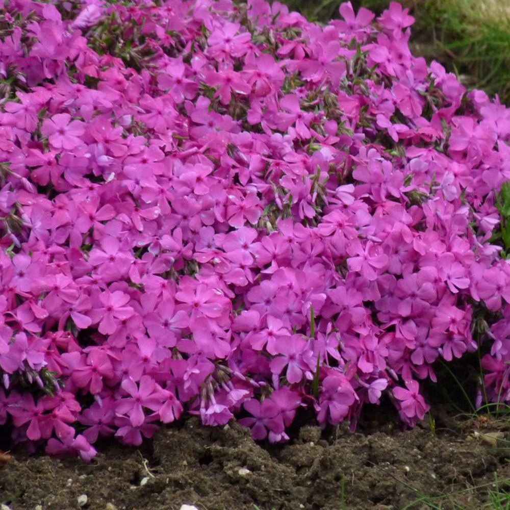 Brumarele Macdaniels Cushion