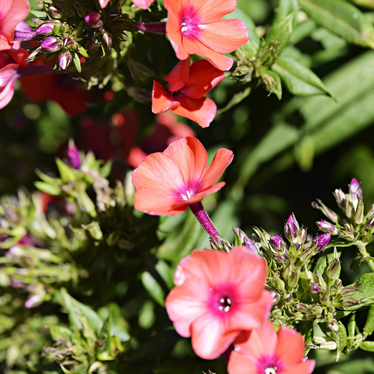 Brumarele Orange Perfection