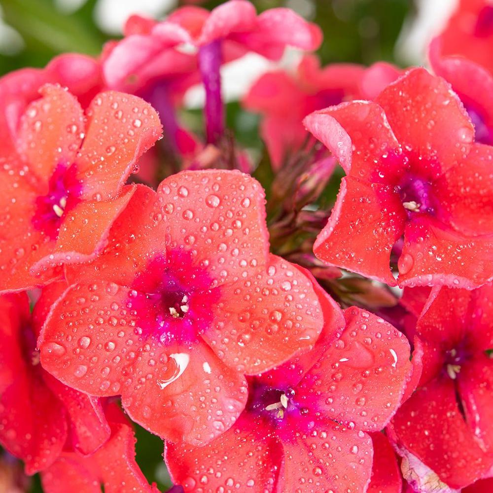 Brumarele Orange Perfection