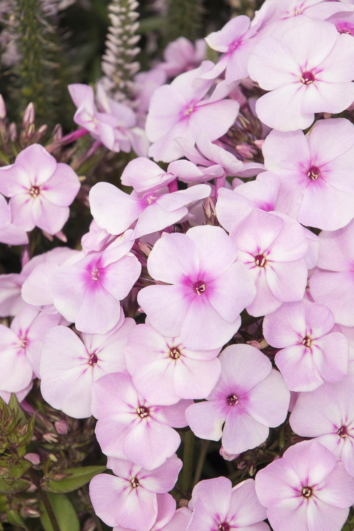 Brumarele Pink Candy