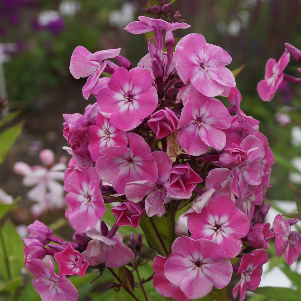 Brumarele Pink Eye Flame