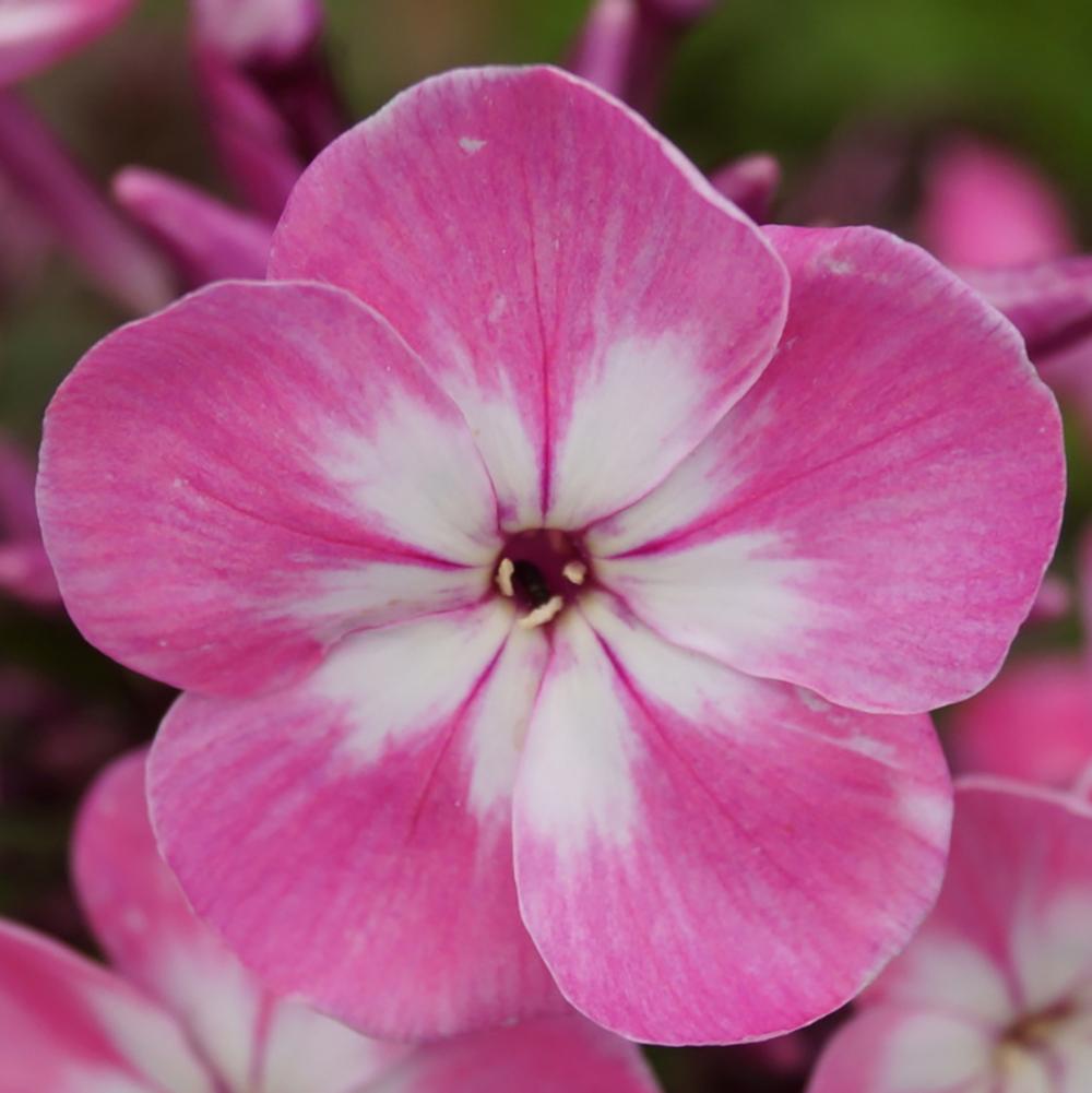 Brumarele Pink Eye Flame