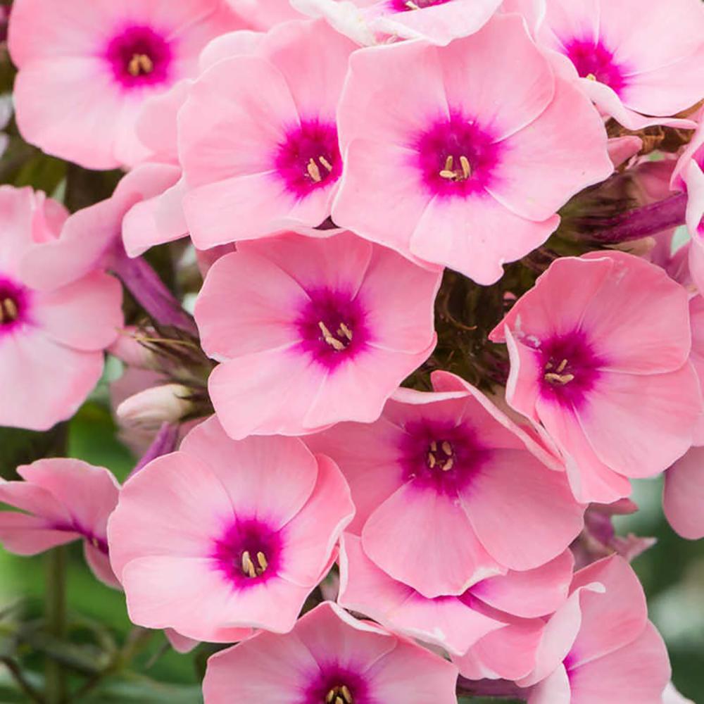 Brumarele Pink Eye Flame