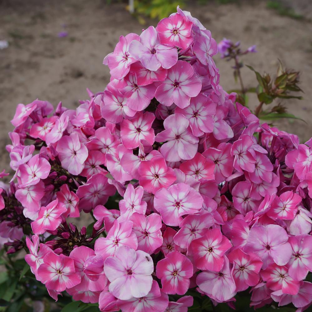 Brumarele Pink Eye Flame