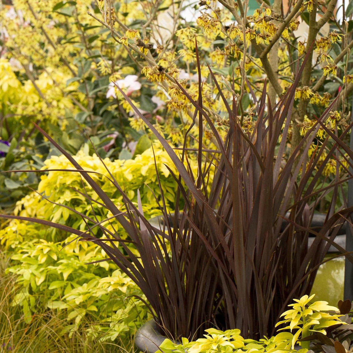 Brumarele Pitice Amazing Grace